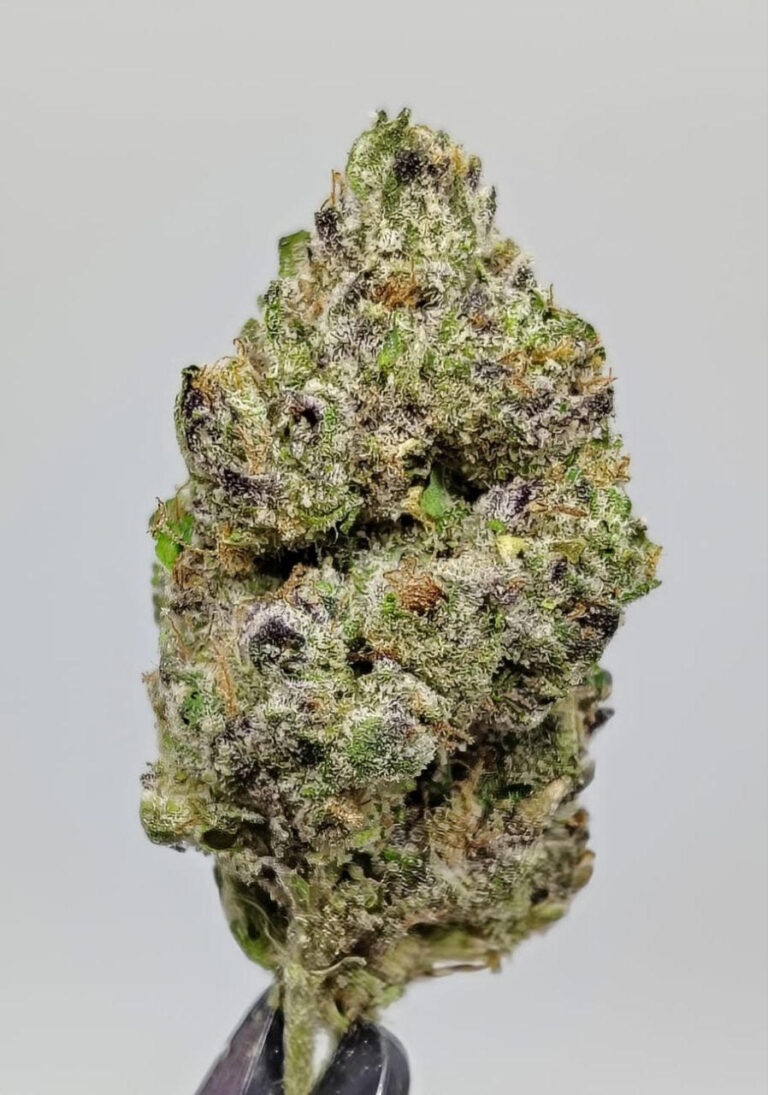 gelato 1